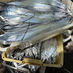 带鱼特级野生新鲜冷冻东海大号深海钓海鲜小眼睛整条刀鱼