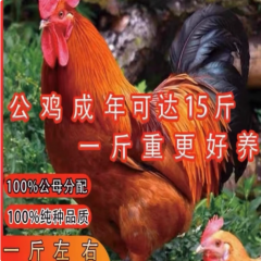 一斤正宗九斤红公鸡活苗红玉380公鸡青年散养脱温大红公鸡1斤小鸡