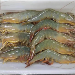 大明虾两盒900g 野生海捕大虾 虾鲜活速冻 对虾特大 海虾