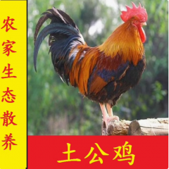 农家散养1年半大公鸡土鸡鸡肉新鲜整鸡走地鸡家禽鸡草鸡柴鸡笨鸡
