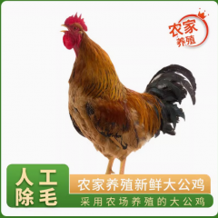 大公鸡人工除毛新鲜鸡肉 农场散养家禽走地鸡