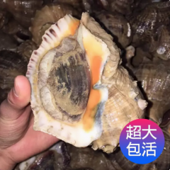海螺鲜活特大海鲜超大海螺新鲜响螺现发花螺水产现捕海鲜包邮顺丰